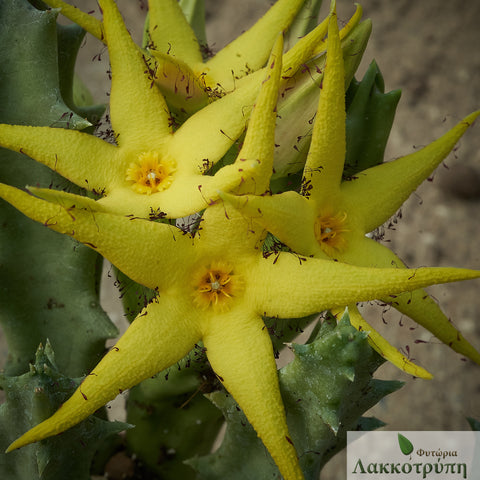 Orbea lutea