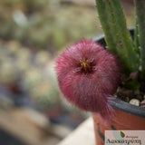Stapelia obducta