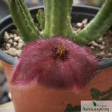 Stapelia obducta