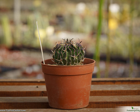 Stenocactus pentacanthus