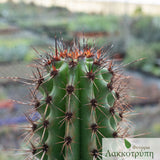 Stenocereus thurberi