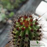 Stenocereus thurberi