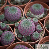 Sulcorebutia rauschii