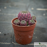 Sulcorebutia rauschii