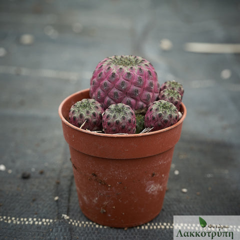 Sulcorebutia rauschii