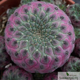 Sulcorebutia rauschii