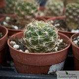 Sulcorebutia breviflora