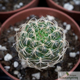 Sulcorebutia breviflora
