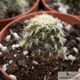 Sulcorebutia hertusii