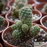 Sulcorebutia purpurea dorana