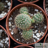 Sulcorebutia purpurea dorana