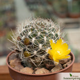 Sulcorebutia breviflora