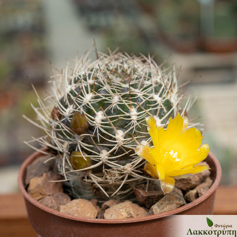 Sulcorebutia breviflora