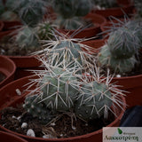 Tephrocactus alexanderi