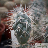 Tephrocactus alexanderi