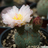 Tephrocactus geometricus