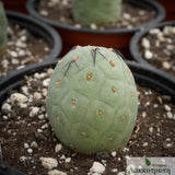 Tephrocactus geometricus