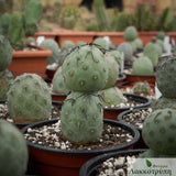 Tephrocactus geometricus