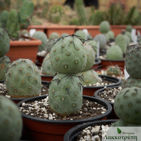 Tephrocactus geometricus