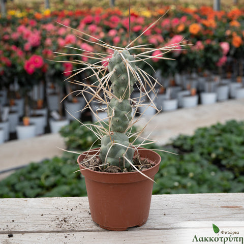 Tephrocactus articulatus syringacanthus