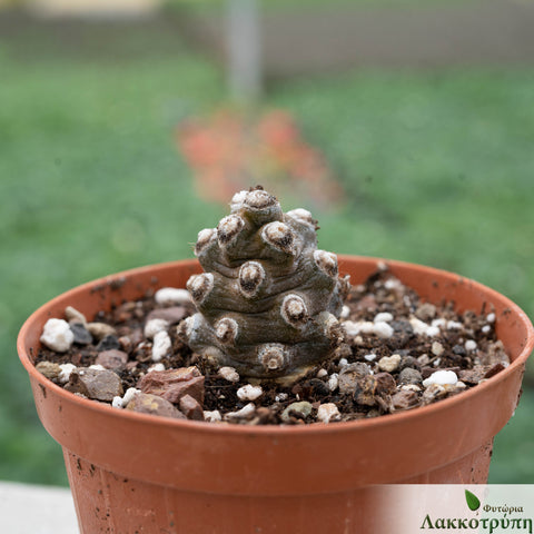 Tephrocactus molinensis