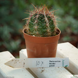 Thelocactus bicolor pottsii