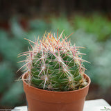 Thelocactus bicolor pottsii