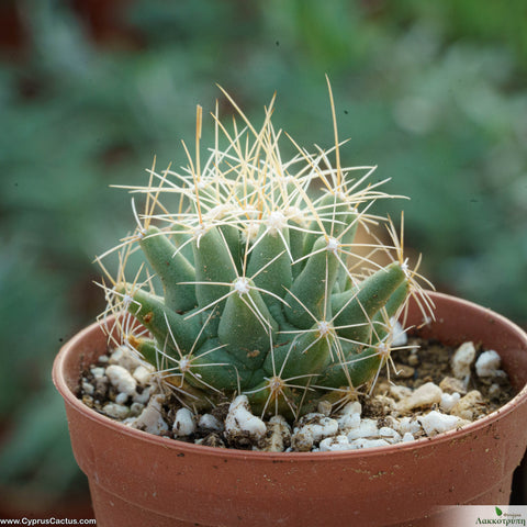 Thelocactus  matudae