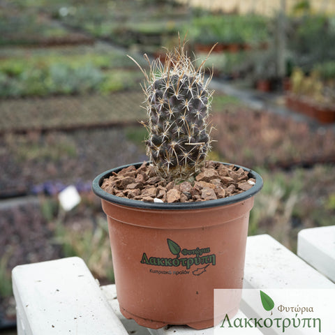 Toumeya papyracantha