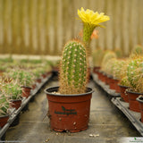 Trichocereus lak2105_02