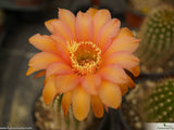 Trichocereus lak2105_03
