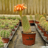 Trichocereus lak2105_03