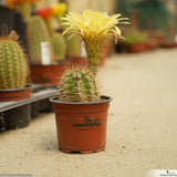 Trichocereus lak2105_04