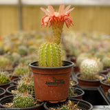 Trichocereus lak2105_05