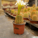 Trichocereus lak2105_06