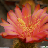 Trichocereus lak2105_07