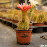 Trichocereus lak2105_07