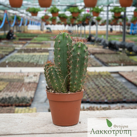 Trichocereus pachanoi