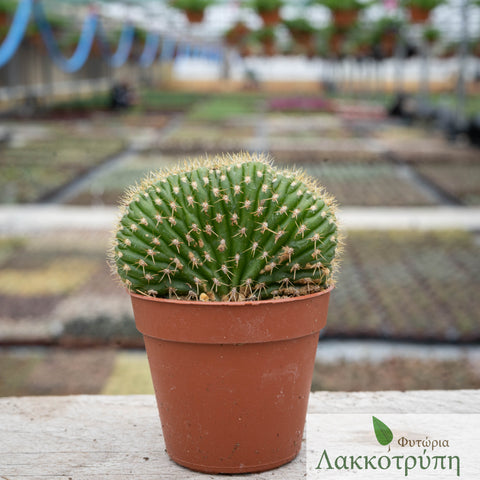 Trichocereus spachianus cristata