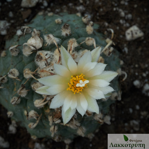 Turbinicarpus sp. "Klink"