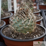 Turbinicarpus sp. "Klink"