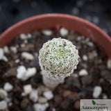 Turbinicarpus krainzianus