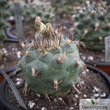 Turbinicarpus krainzianus