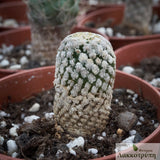 Turbinicarpus valdezianus