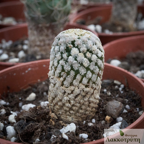 Turbinicarpus valdezianus