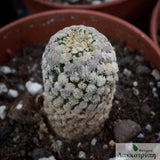 Turbinicarpus valdezianus