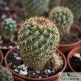 Turbinicarpus ysabelae