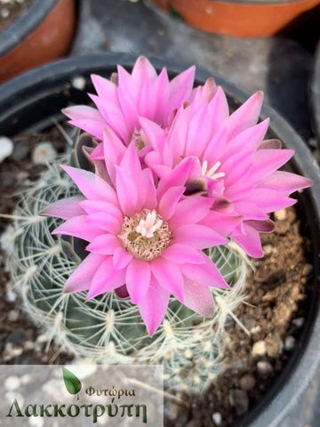 Gymnocalycium bruchii