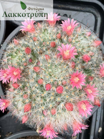 Mammillaria bocasana
