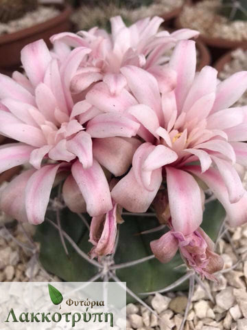 Gymnocalycium mostii
